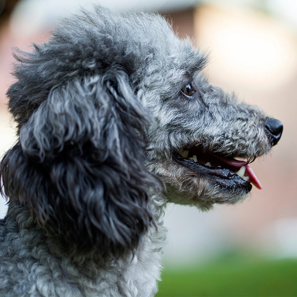 Best brush 2024 for standard poodle