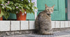 indoor vs outdoor cat - steps for a healthy cat