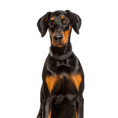 Doberman pinscher Grooming Tips And The Best Doberman Pinscher Grooming Brush KING KOMB